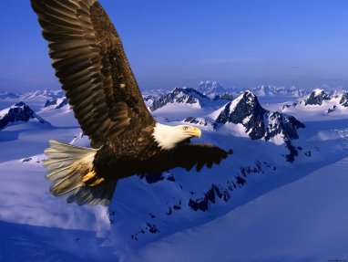 soaring-eagle4